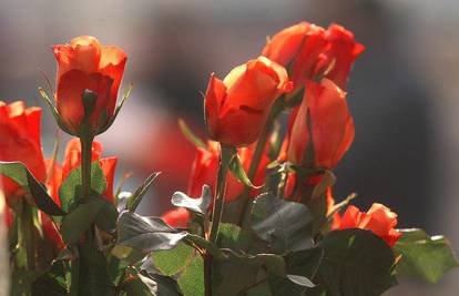Švedski srednjoškolci bez ruža za Dan zaljubljenih