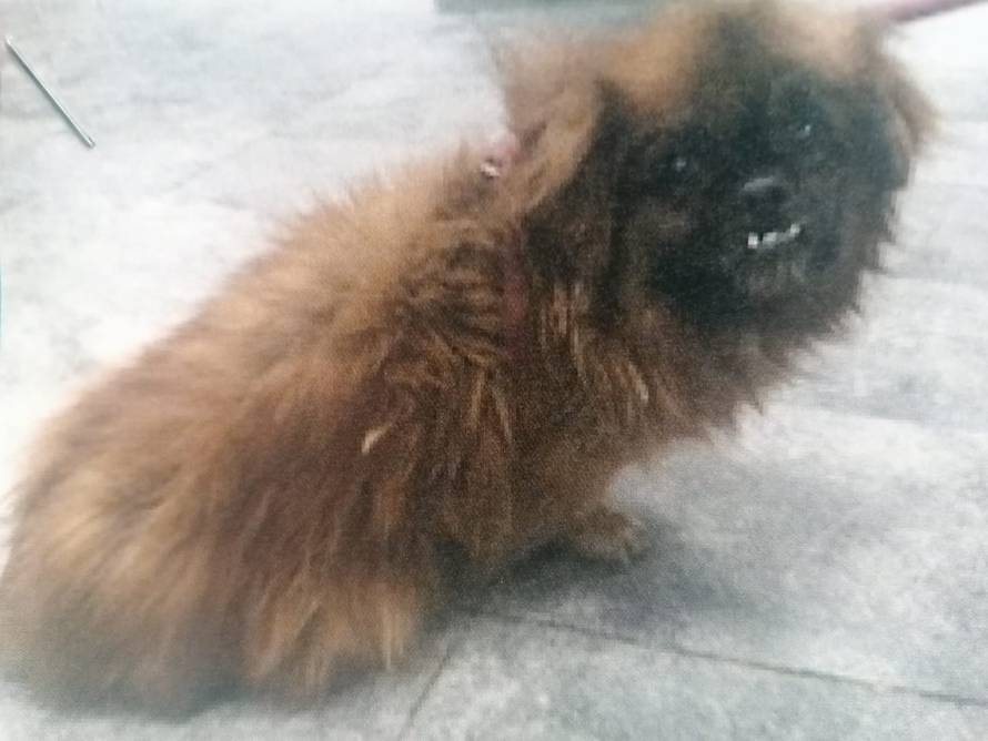 I ljubimci stradali u potresu sada trebaju krov nad glavom