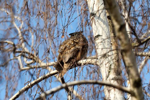U centru Velike Gorice na brezama zimuju sove ušare