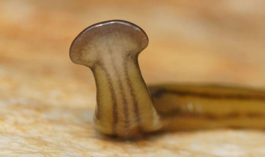 Pojavio se 'demonski crv': Ako ga zgnječite, pojave se 4 nova!