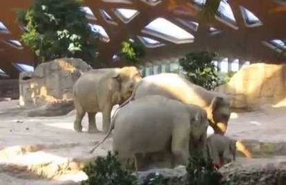 Divno: Roditelji brzo pomogli nespretnom sloniću koji je pao