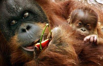 Crvenokosi besplatno u ZOO za sreću orangutana