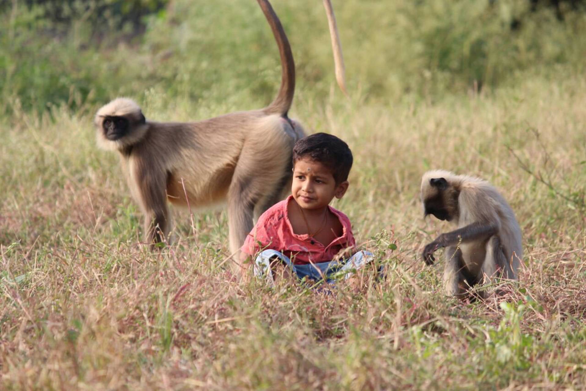 Воспитание детей животные. Мальчик обезьяна. Мальчик среди животных. Воспитанные животные.