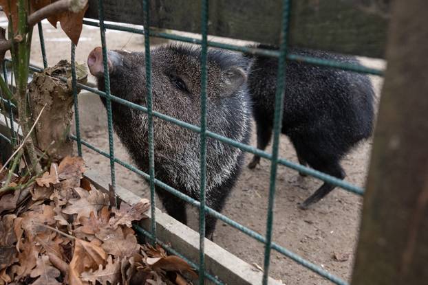 Zagreb: Novi stanovnici Zoološkog vrta 
