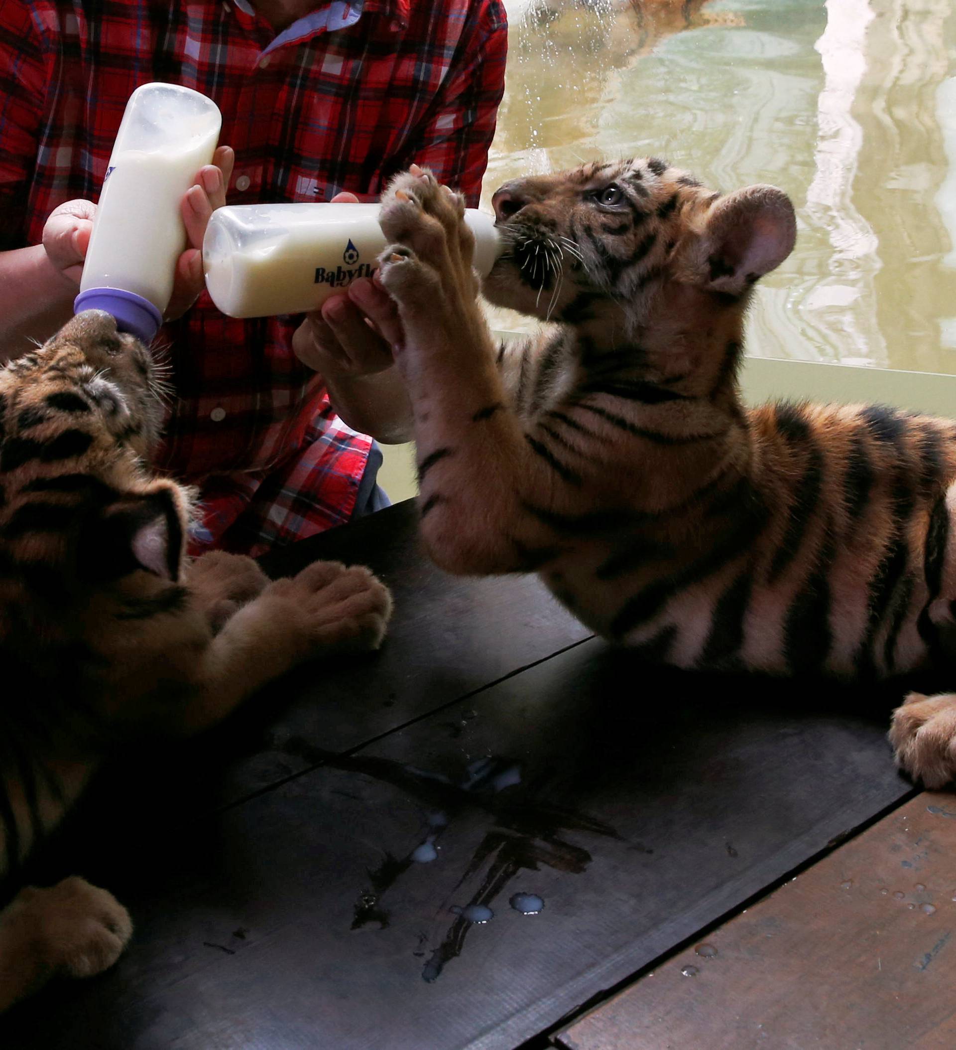 Bengal Tiger cubs which were named Duterte and Leni, referring to President Rodrigo Duterte and Vice-President Leni Robredo, by zoo owner Manny Tiangco drinks milk from bottles at Malabon Zoo in Malabon, Metro Manila