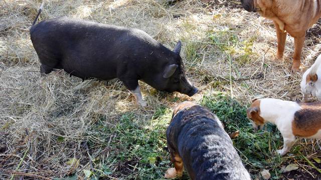 Na ranču barba Tone živi svinja koja se uklopila u pasji život