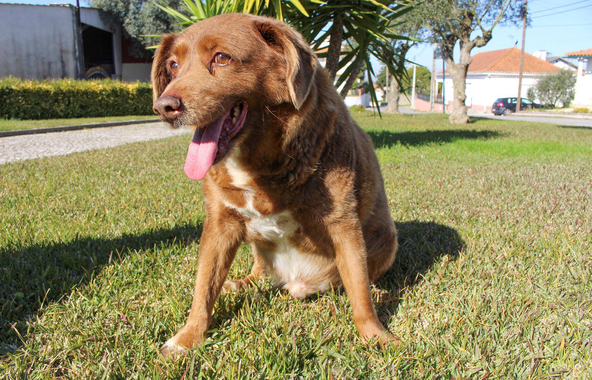 FILE PHOTO: The dog, Bobi, that broke the record for oldest dog ever at 30 years-old, is pictured at Conqueiros, in Leiria