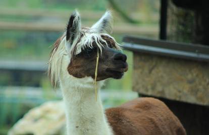 Zagrebački ZOO vrt bogatiji za dvije bebe! Odaberite im ime