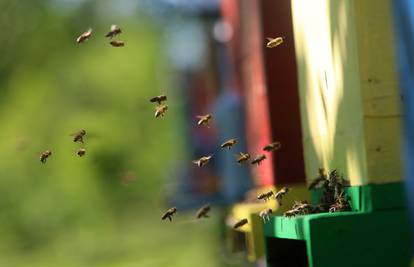 Pčele napale dva muškarca u Sloveniji, jedan umro od uboda