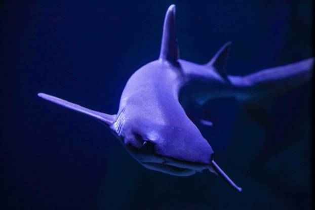 Obnovljeni  pulski Aquarium sada se prostire na 2.500 četvornih metara i postaje najveći akvarij u Europi koji izlaže isključivo mediteranski postav