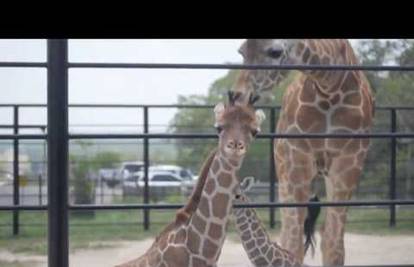 Svijetu predstavljene 'žirafe - blizanke': Wasswa i Nakata!