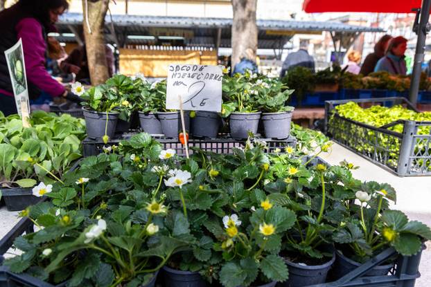Pula: Sadnice na pulskoj tržnici