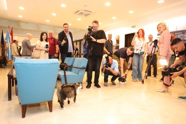 Miško ostaje prvi mačak Grada Rijeke i tijekom mandata Ive Rinčić