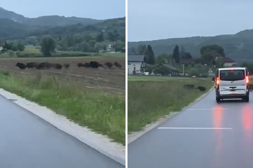 Divlje svinje pretrčavale cestu