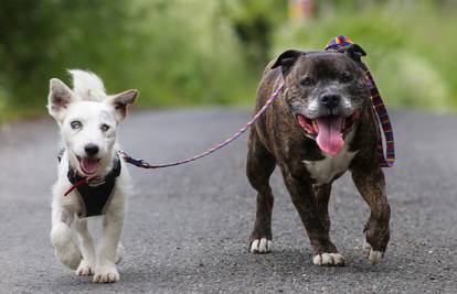 Našli su ih u tunelu: Slijepog psa vodi prijatelj bull terijer