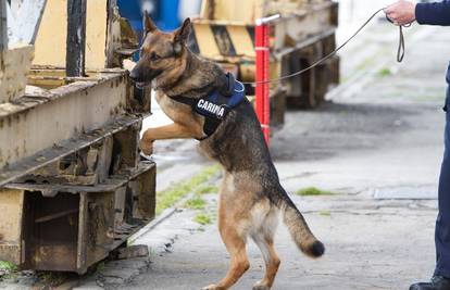 Ovčarka Raska na našoj carini njušila je duhan kao iz šale...