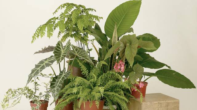 Nabavili ste tropske biljke, a ne znate gdje ih smjestiti? Evo koje je najbolje mjesto u kući za njih