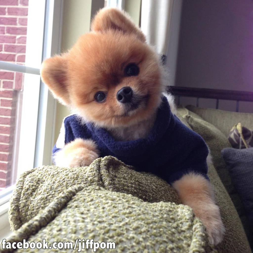 Facebook.com/jiffpom