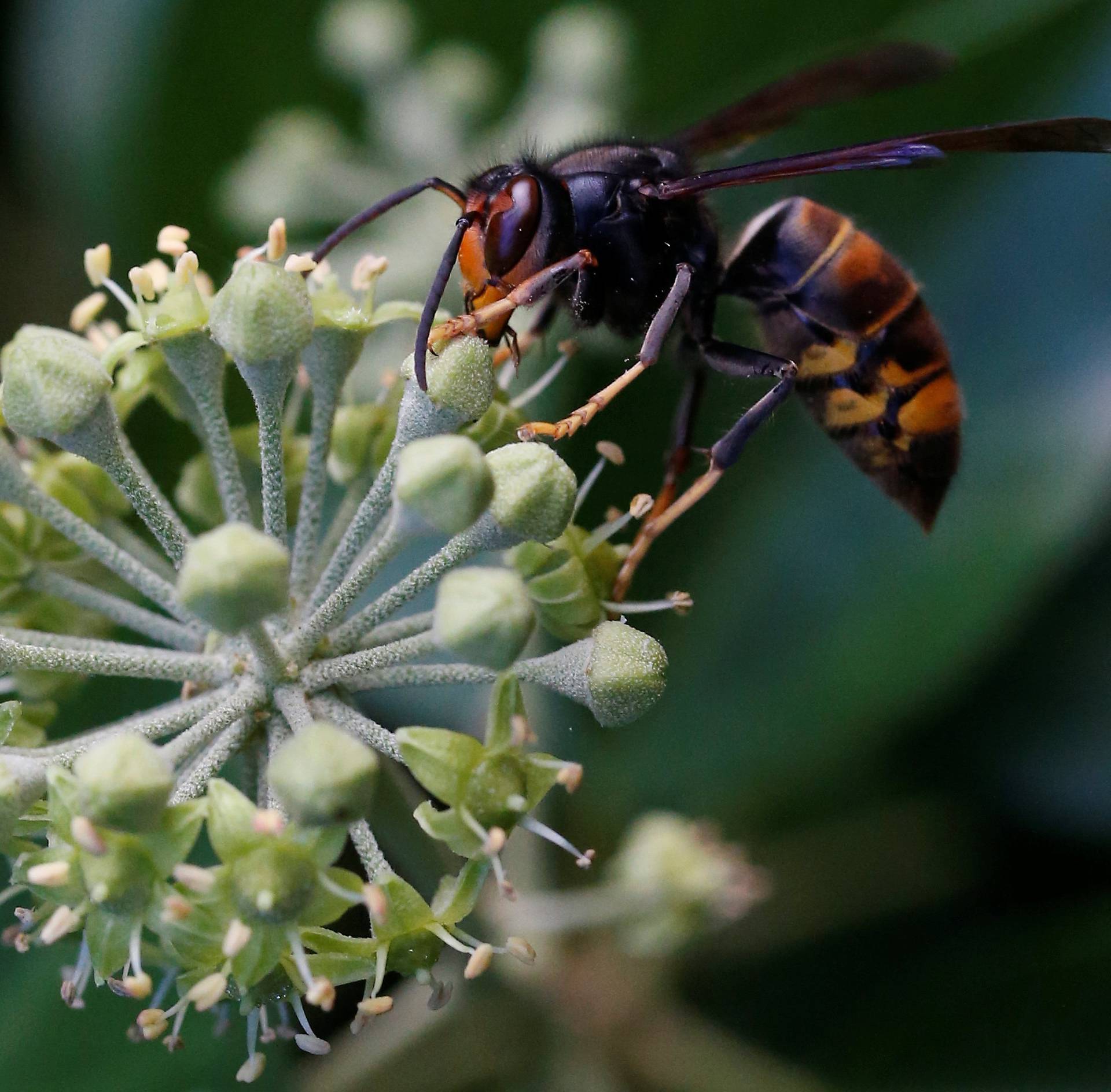 An Asian hornet, Latin name "Vespa Velutina", is seen in Vertou
