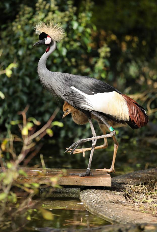 Zagrebački krunati ždralovi predstavljeni javnosti 