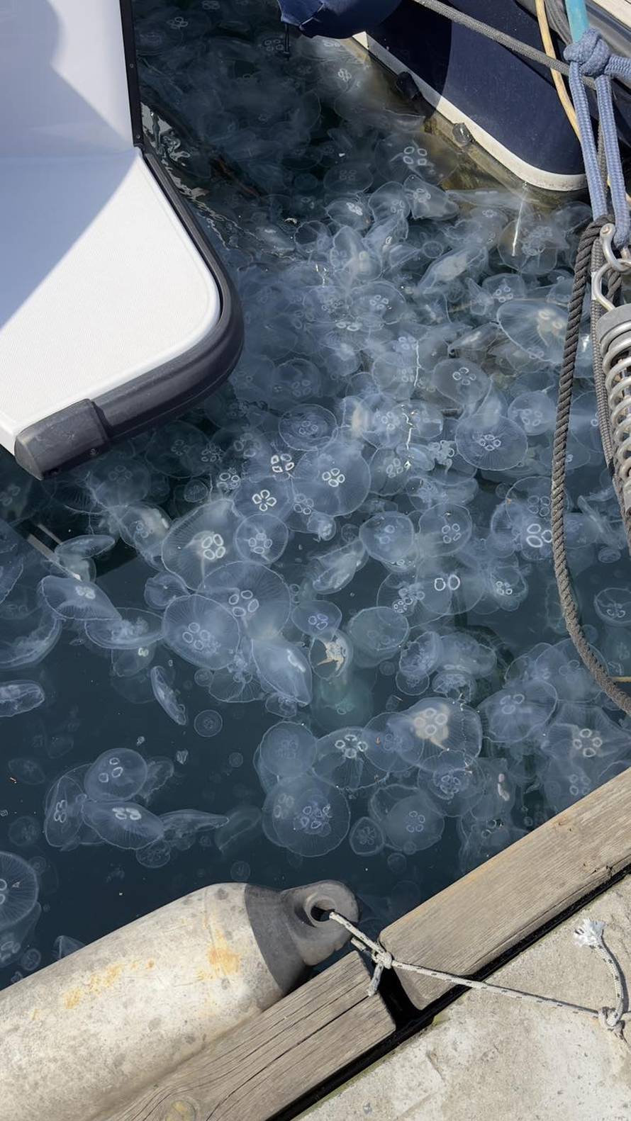 FOTO Kolinda na Antarktici: Društvo joj prave pingvini!