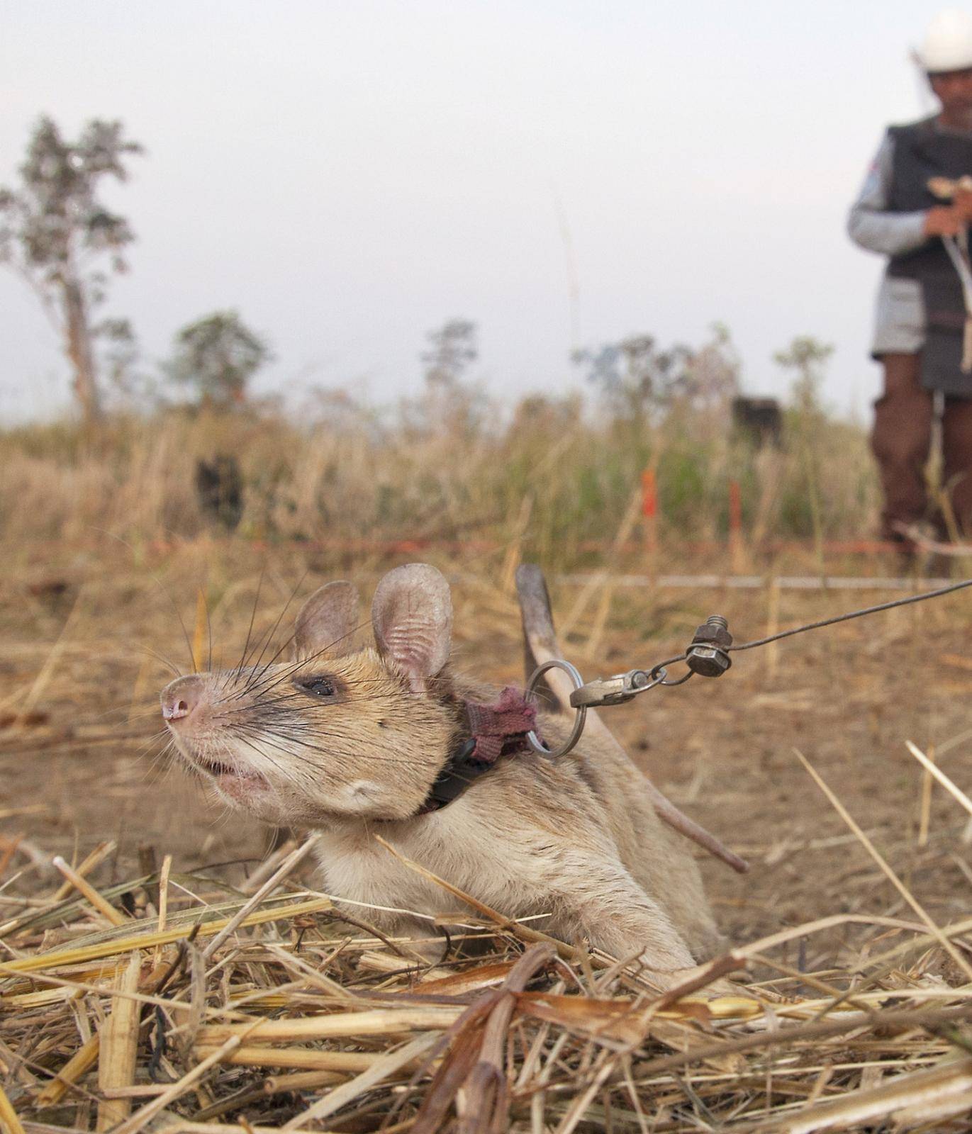 Magawa, a mine-sniffing rat, is pictured in Siem Reap