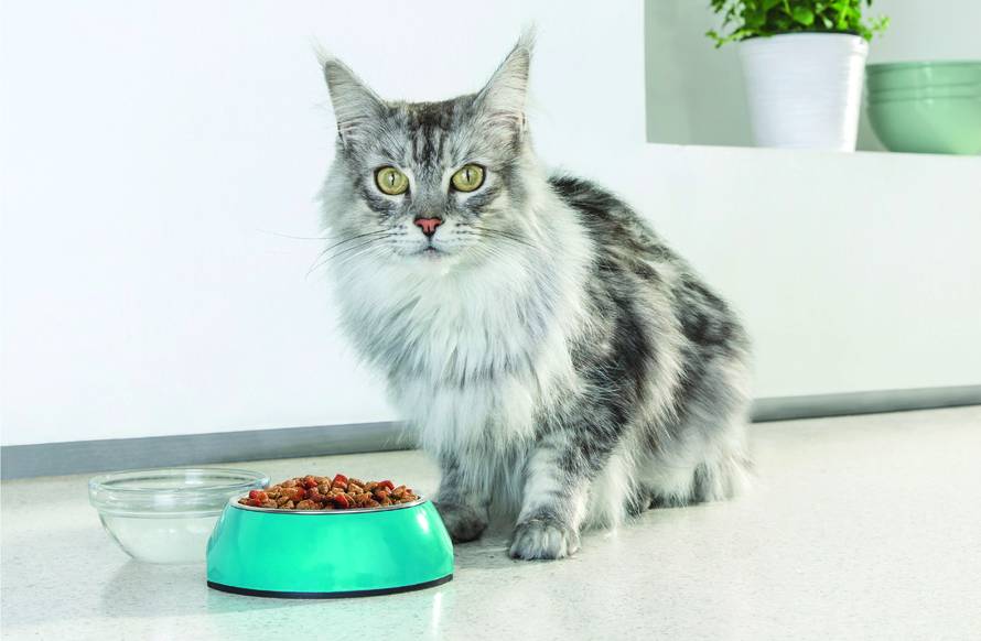 Što imaju zajedničko ljudi i mačke? I jedni i drugi moraju raditi na jačanju svog imuniteta