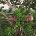 VIDEO Kućica na drvetu usred prašume zapravo je mala škola