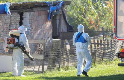 DP podgrijava strasti i politički profitira na pomoru svinja...