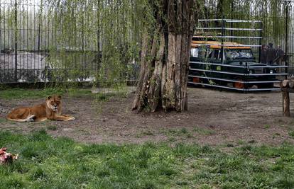 Pravi safari: Posjetitelji u džipu promatraju lavove kako šetaju