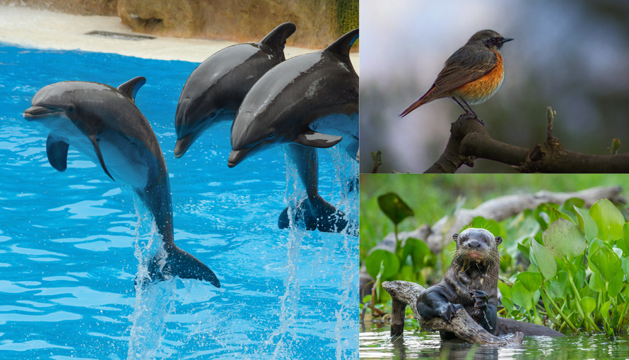 WWF: Nestaju životinje, biljke i staništa, a to povećava rizik od razvoja zoonotskih bolesti