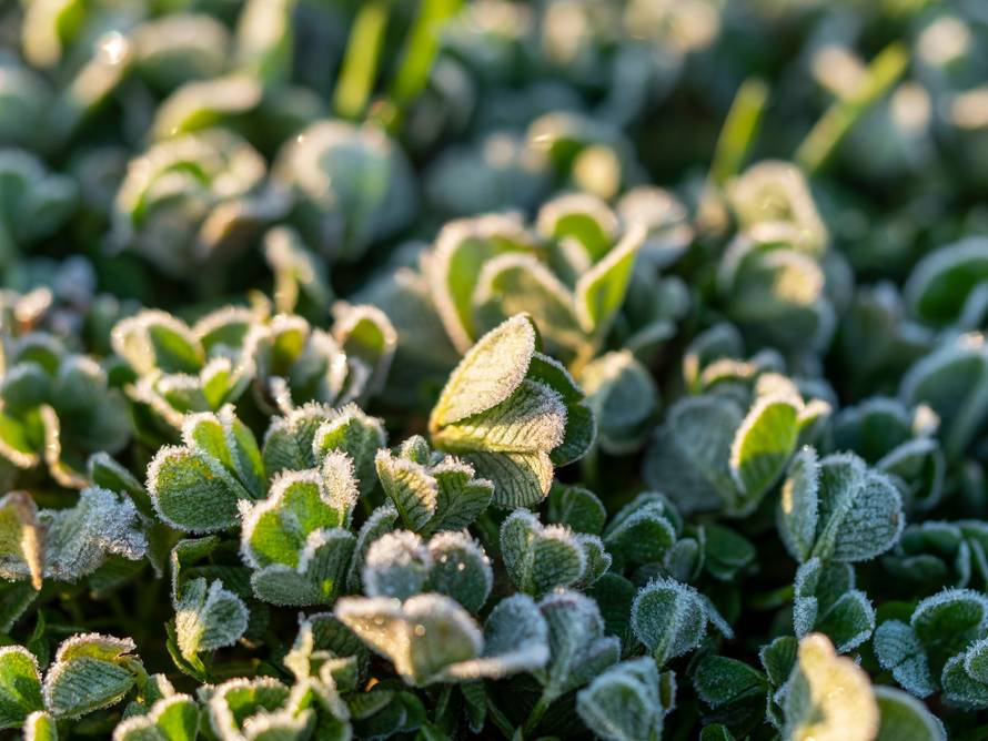 Prijete nam snijeg i mraz! Evo što trebate učiniti kako bi biljke spasili od niskih temperatura