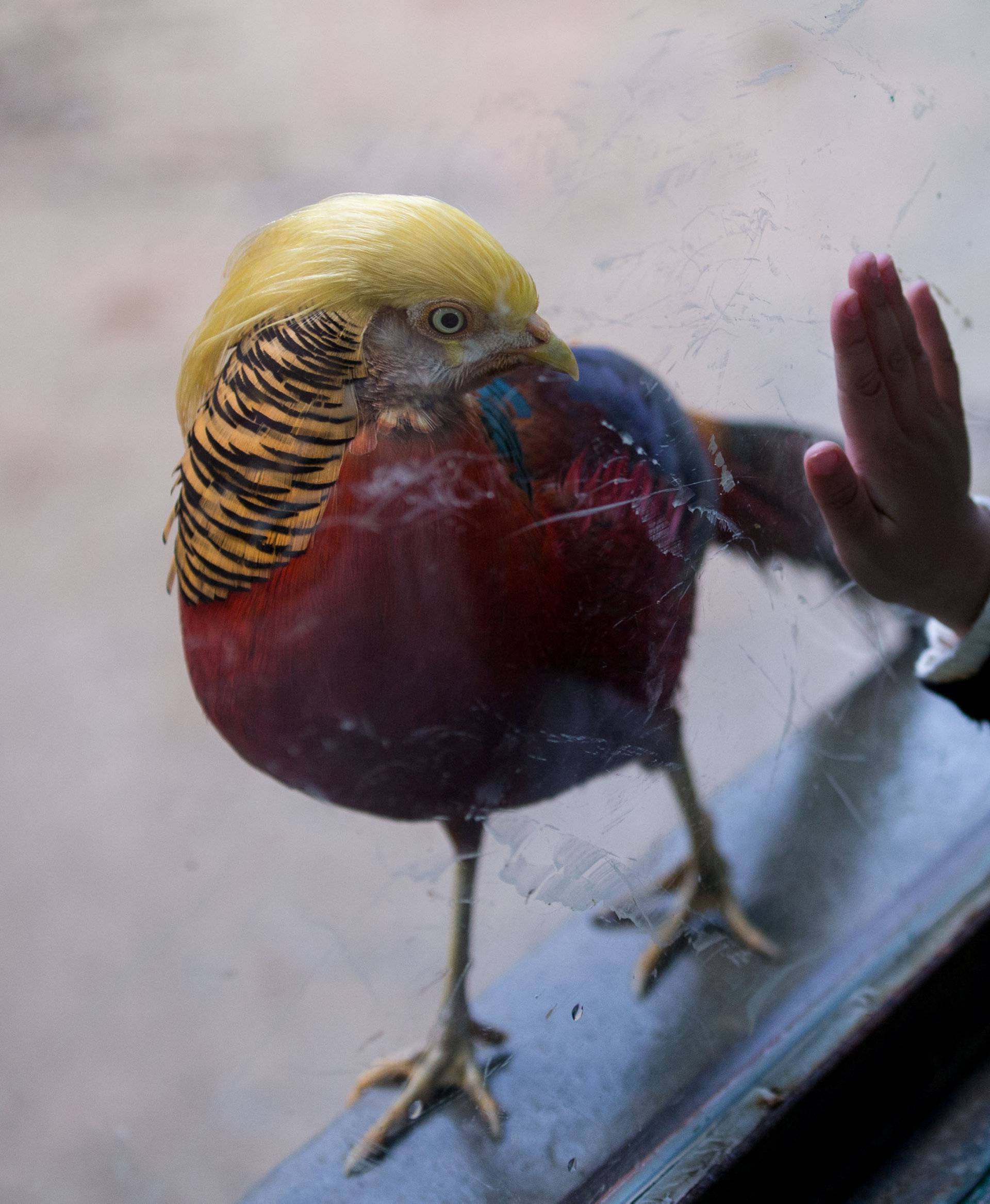 A golden pheasant is seen at Hangzhou Safari Park in Hangzhou