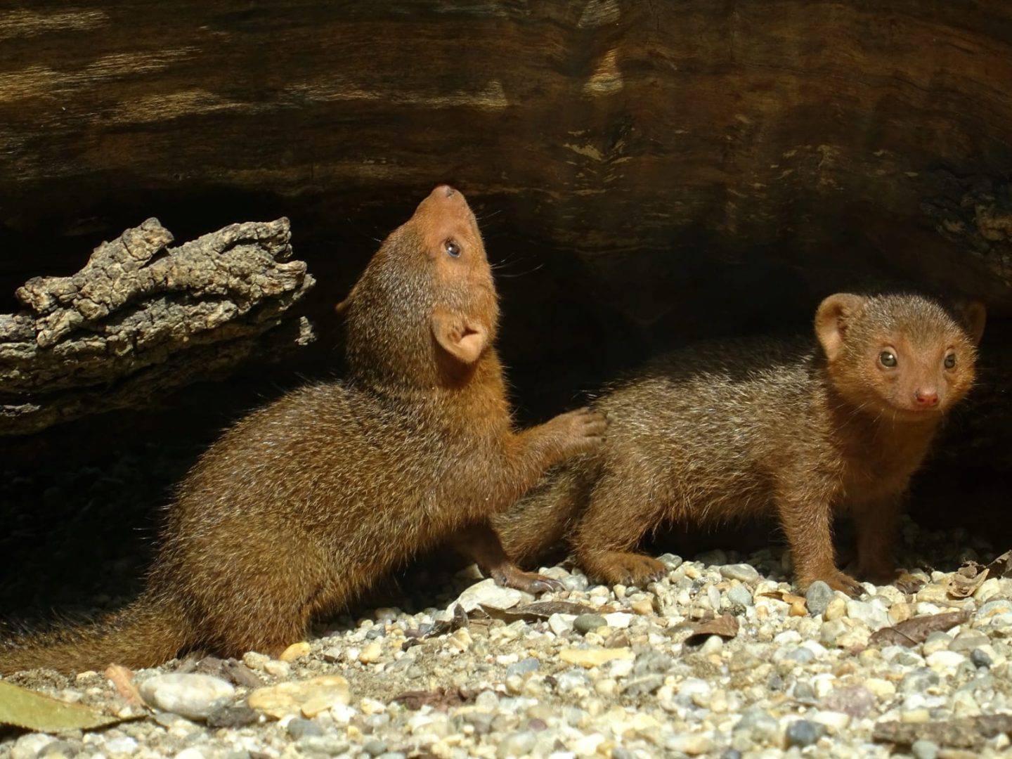 FOTO Pogledajte preslatke mladunce patuljastih mungosa iz zagrebačkog zoološkog vrta