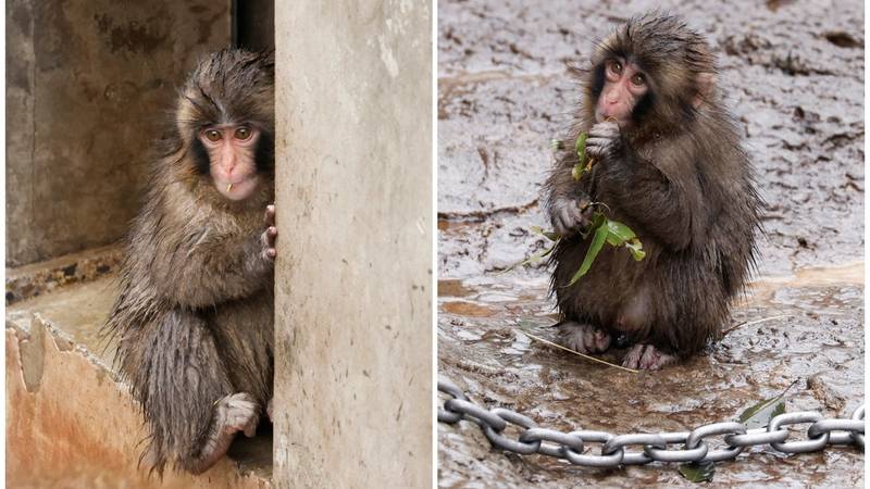 FOTO Punch 'potonuo' na kiši: Ljudi i dalje hrle da ga fotkaju, ali postoji gorući problem