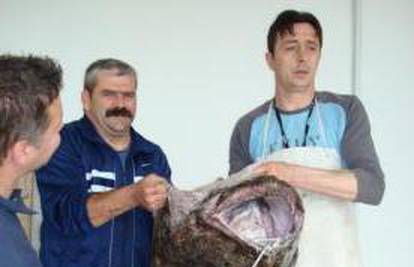 Ribari u mrežu ulovili grdobinu od 40 kilograma