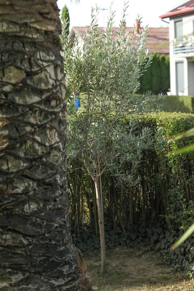 Egzotični vrt Igora Čupića