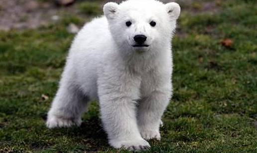 Uginuo je polarni medvjed Knut, uzrok smrti još ne znaju