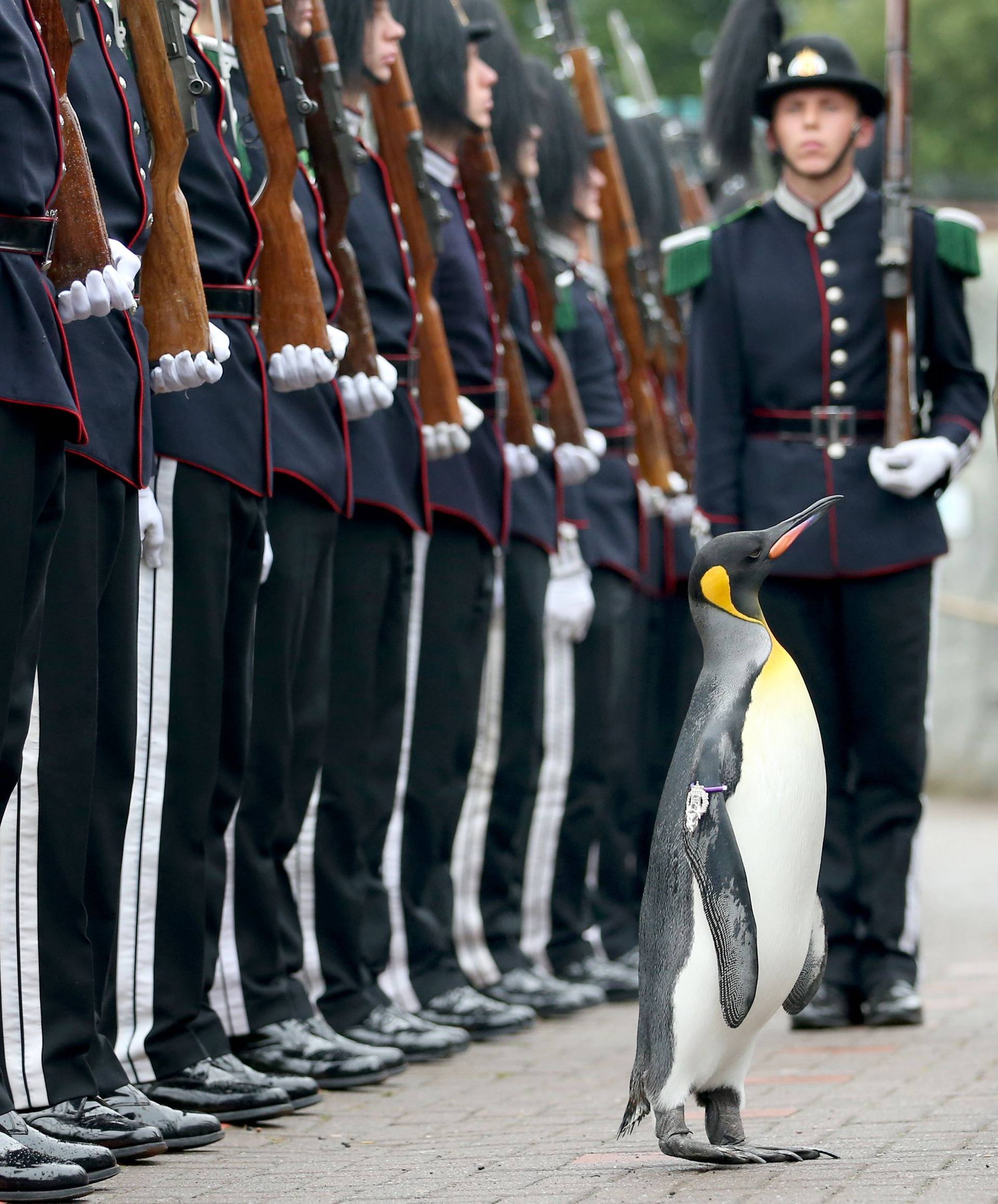 King penguin Nils Olaf inspects guard