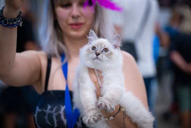 Zagreb: Drugi dan Međunarodne izložbe mačaka