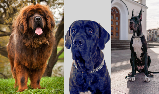 Poznati dreser pasa upozorava: Ove tri pasmine nisu za svakoga