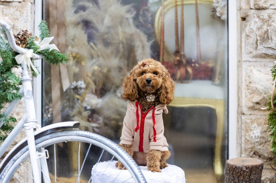 24sata: Pula: Pas pozira ispred cvjećarnice i glumi soba