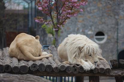 Zoološki vrt u Beogradu