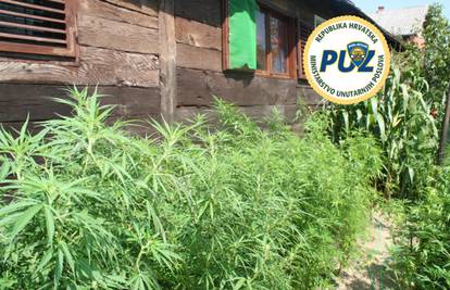 Uhitili 'uzgajivača': Kod kuće našli malu plantažu marihuane