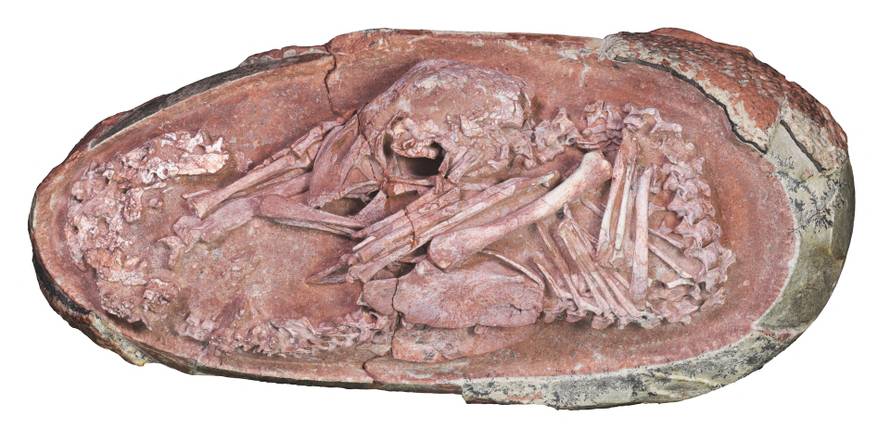 Dinosaur embryo discovered inside fossilised egg