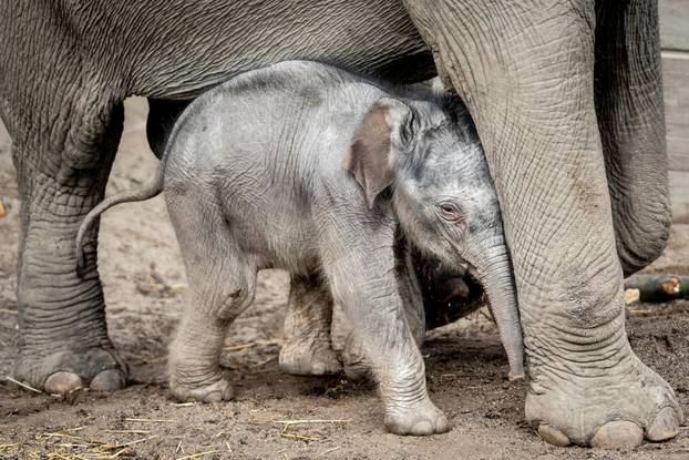A baby elephant is seen near its mother Surin at outdoor facility of the Copenhagen Zoo