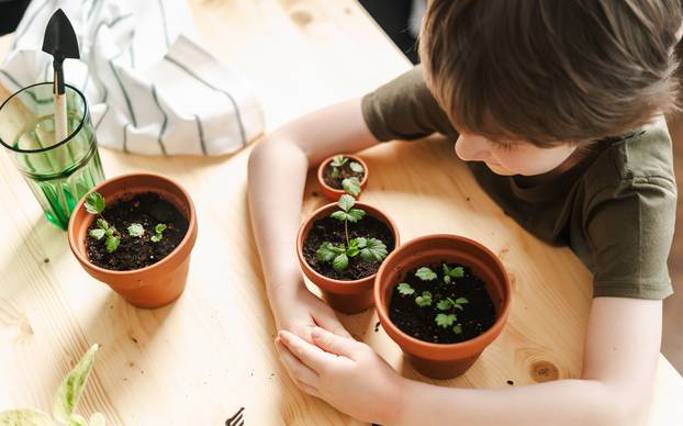 Child,Kid,Boy,Gardener,Taking,Care,And,Transplanting,Strawberries,Sprout