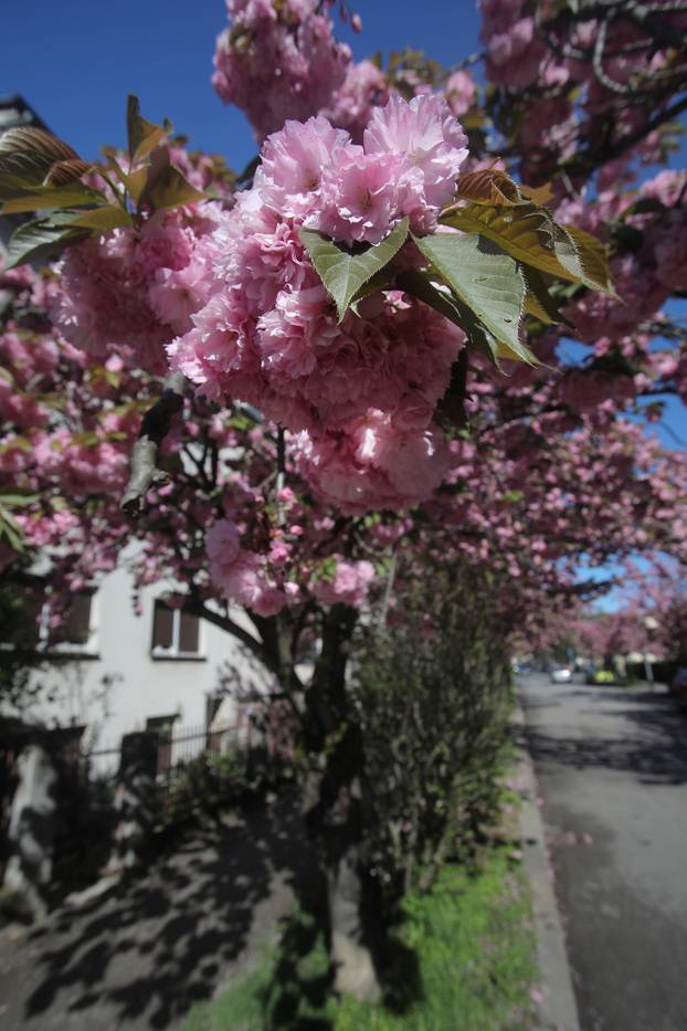 Zagreb: Rascvjetala stabla u Šulekovoj ulici, najljepšoj ulici u gradu