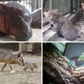 BABY BOOM u ZG zoolo&scaron;kom: To&ccaron;kica, Pistacio i vodenkonj zabavljaju posjetitelje...