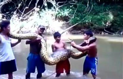 Pohvalili se: Mladići u Amazoni uhvatili anakondu od 5 metara